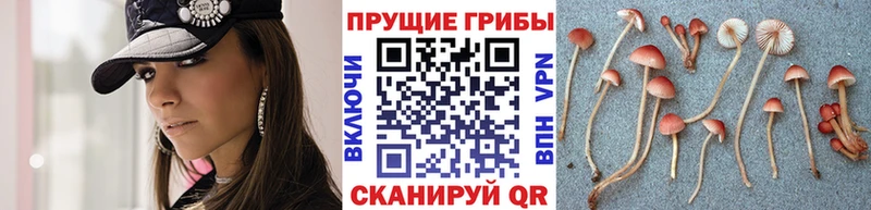 Псилоцибиновые грибы ЛСД Славгород